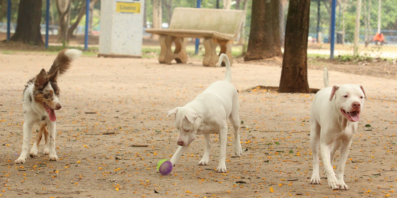 estatuto-dos-caes-e-gatos-preve-penas-para-quem-maltratar-animais