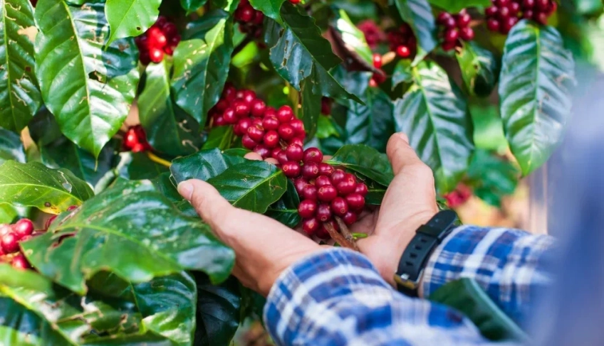 mais-da-metade-dos-produtores-brasileiros-de-cafe-sao-pequenos-negocios